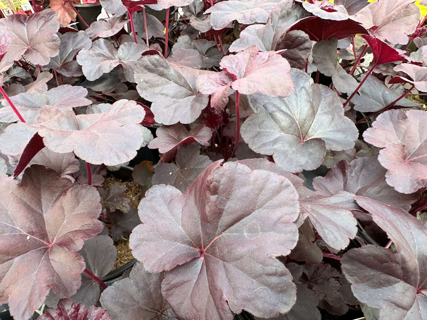HEUCHERA OBSIDIAN - QUART POT  (AA)