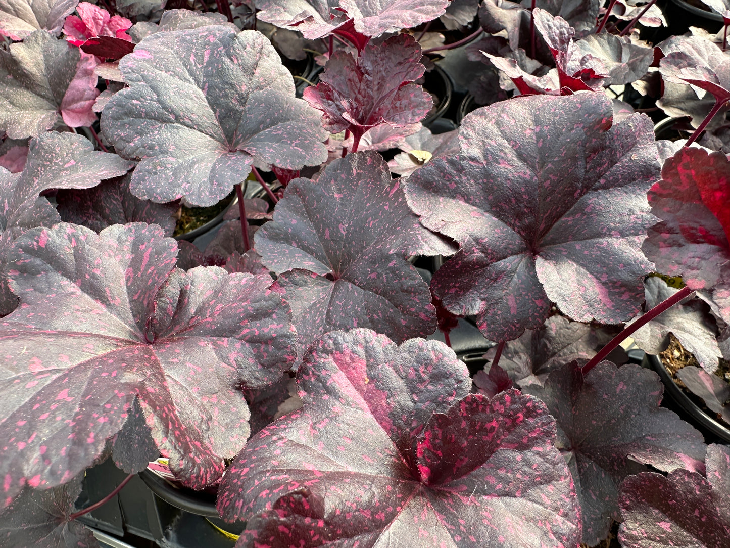 HEUCHERA MIDNIGHT ROSE - QUART POT  (AA)