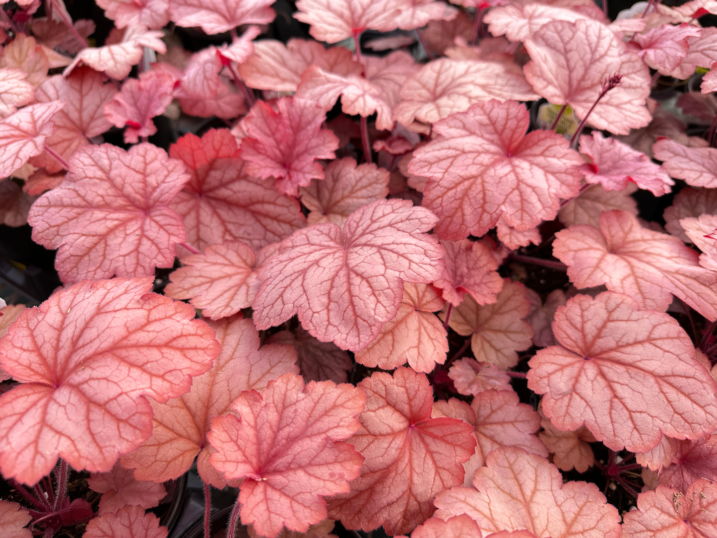 HEUCHERA GEORGIA PEACH - QUART POT  (AA)