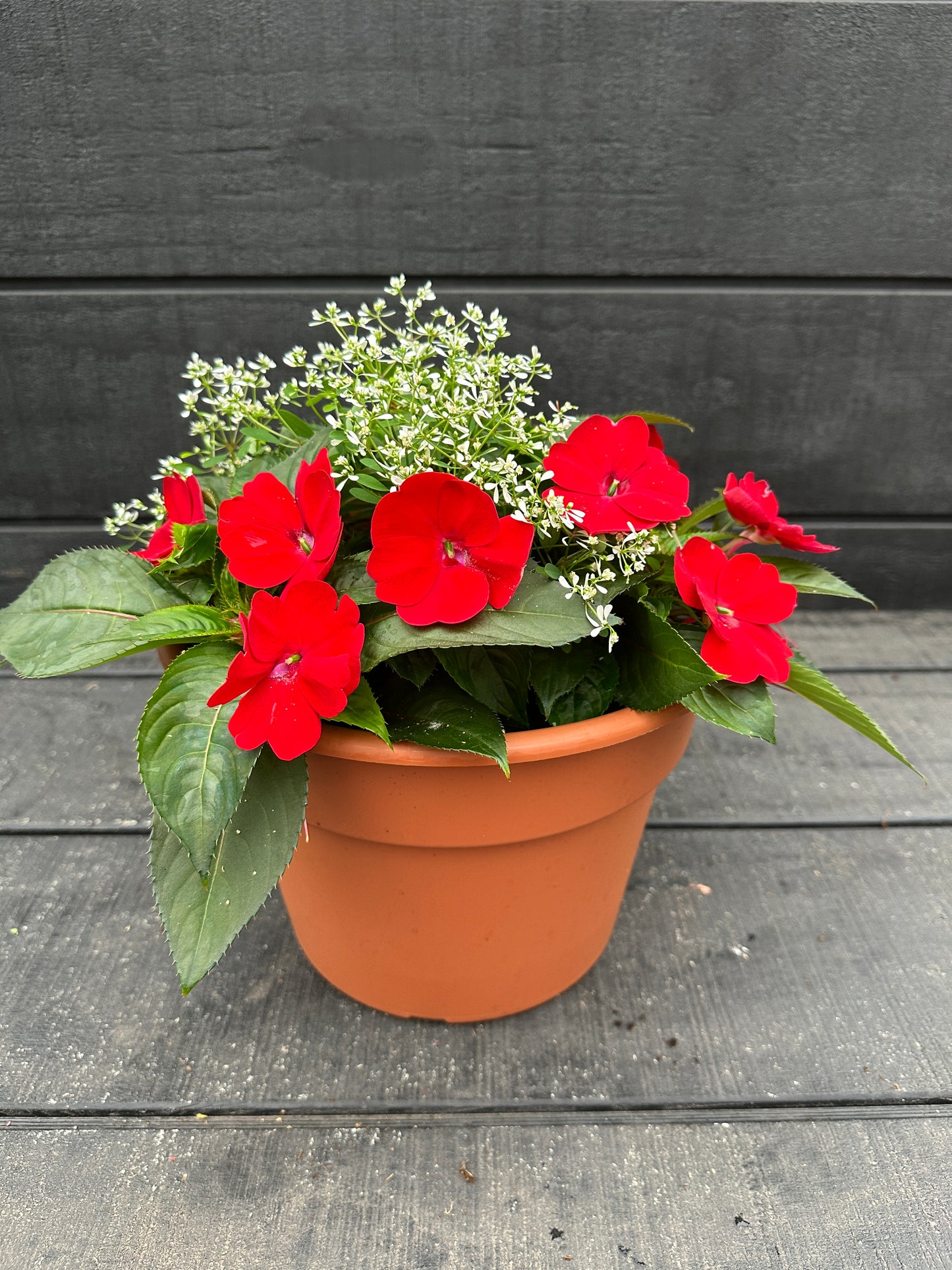 COMBO #2 - 10'' POT