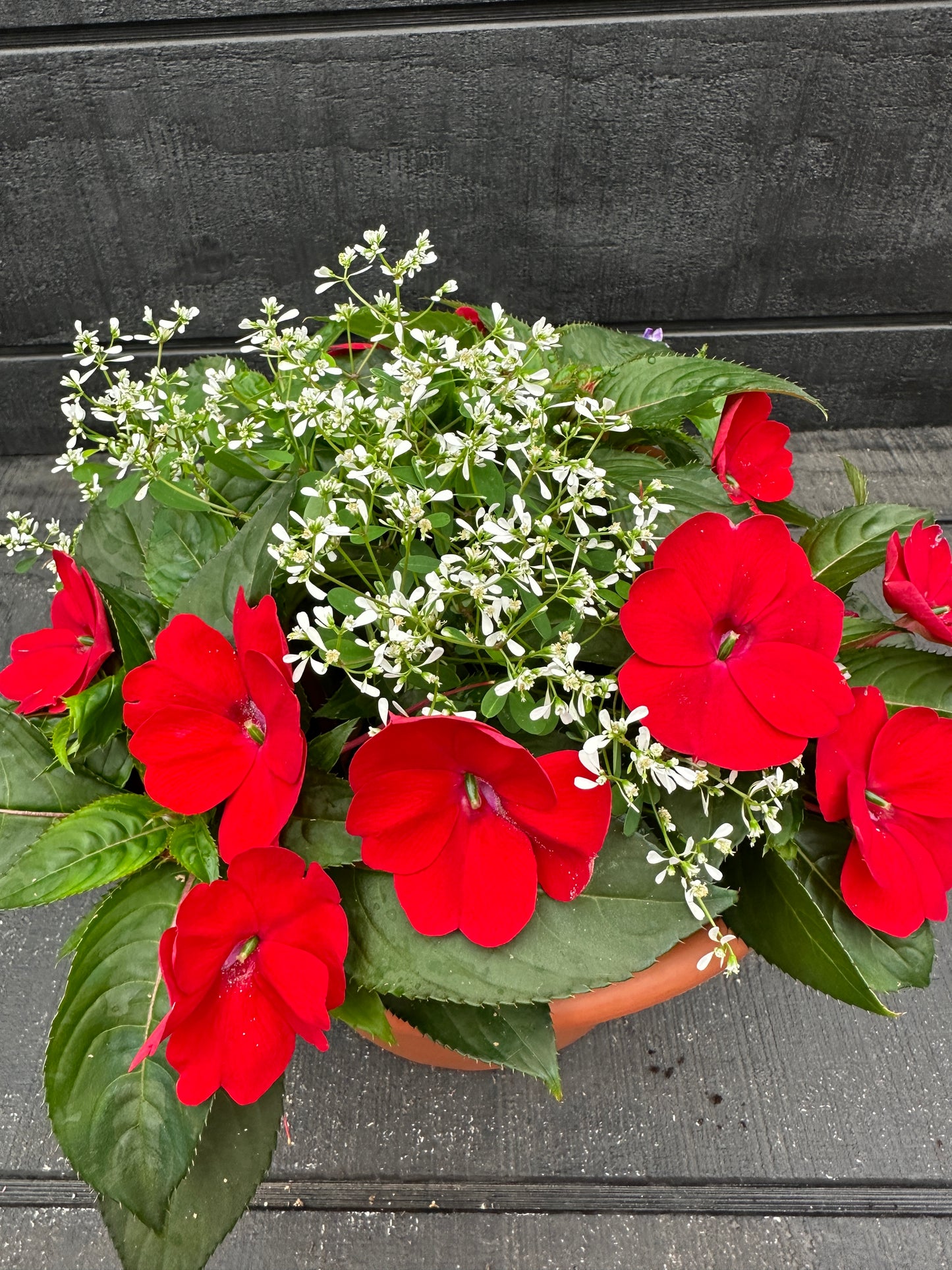 COMBO #2 - 10'' POT