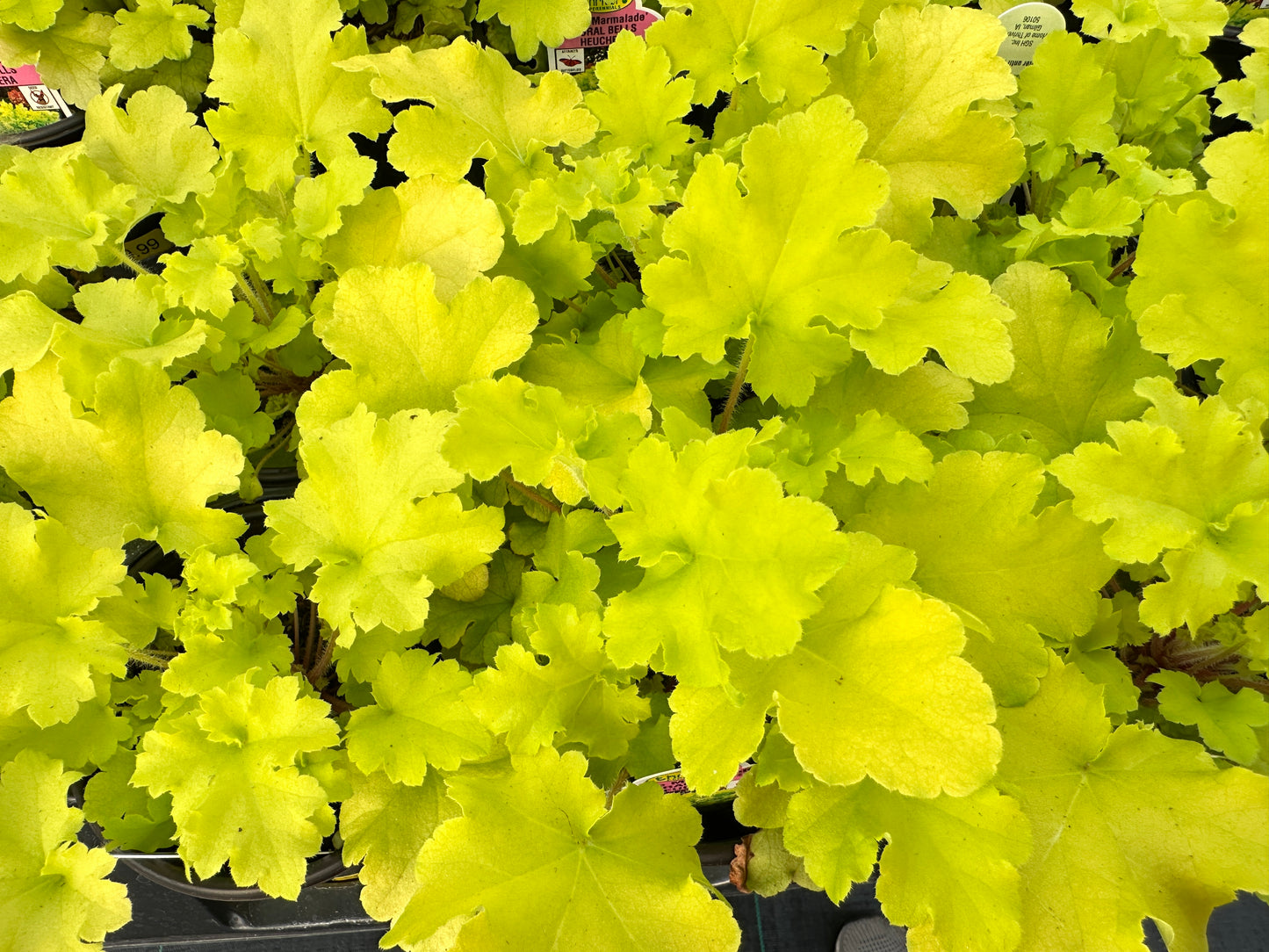 HEUCHERA LIME MARMALADE - QUART POT  (AA)