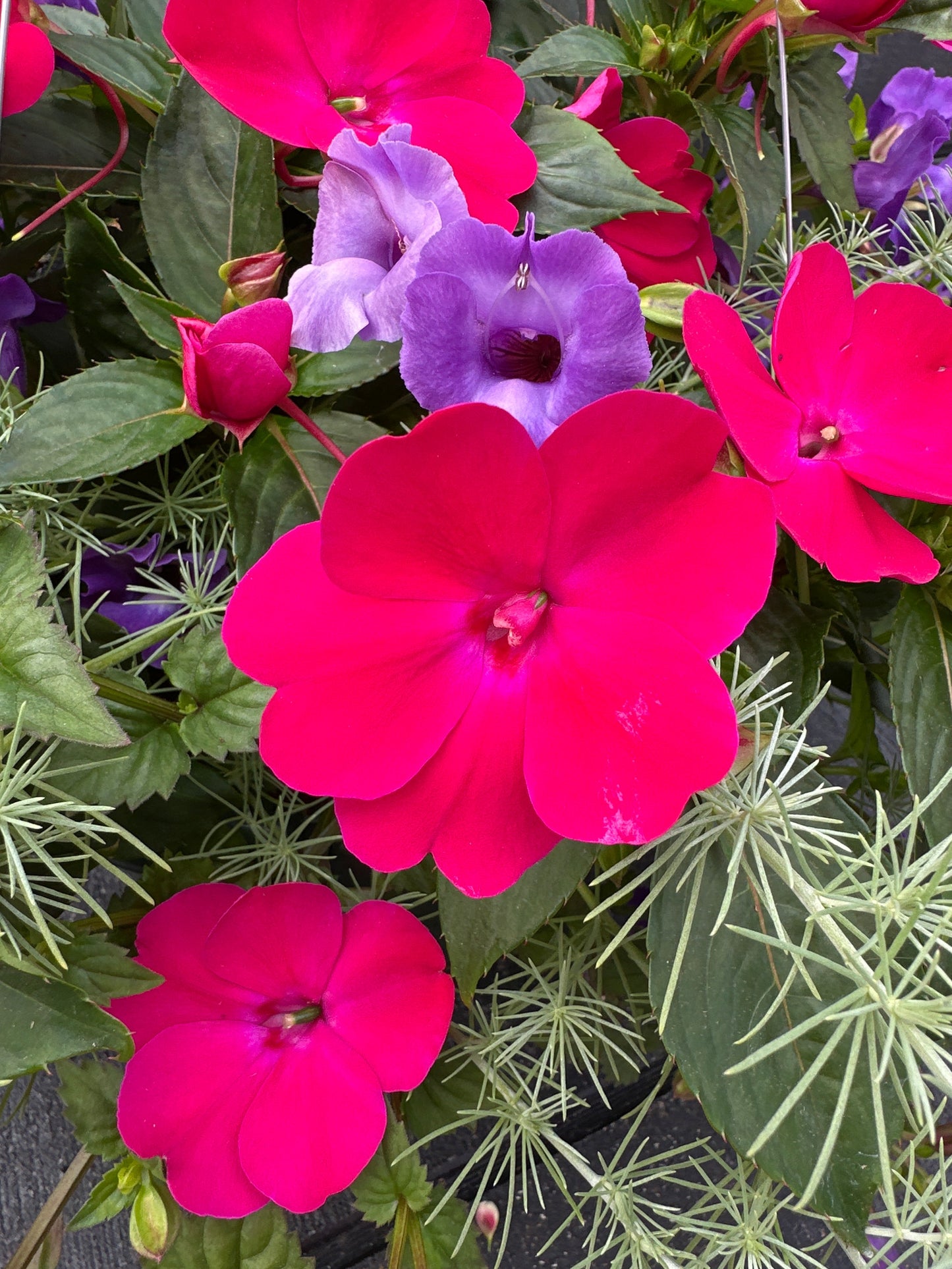 BASKET #40 - 12'' HANGING BASKET