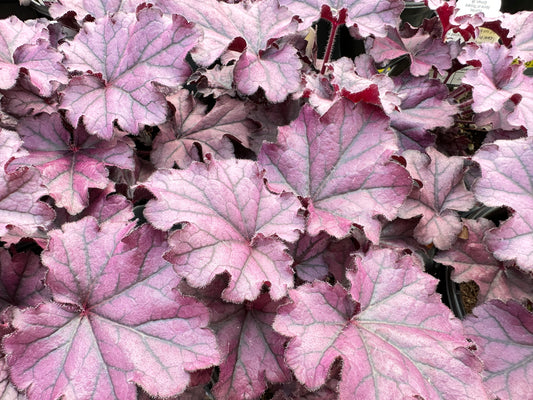 HEUCHERA FOREVER PURPLE - QUART POT  (AA)