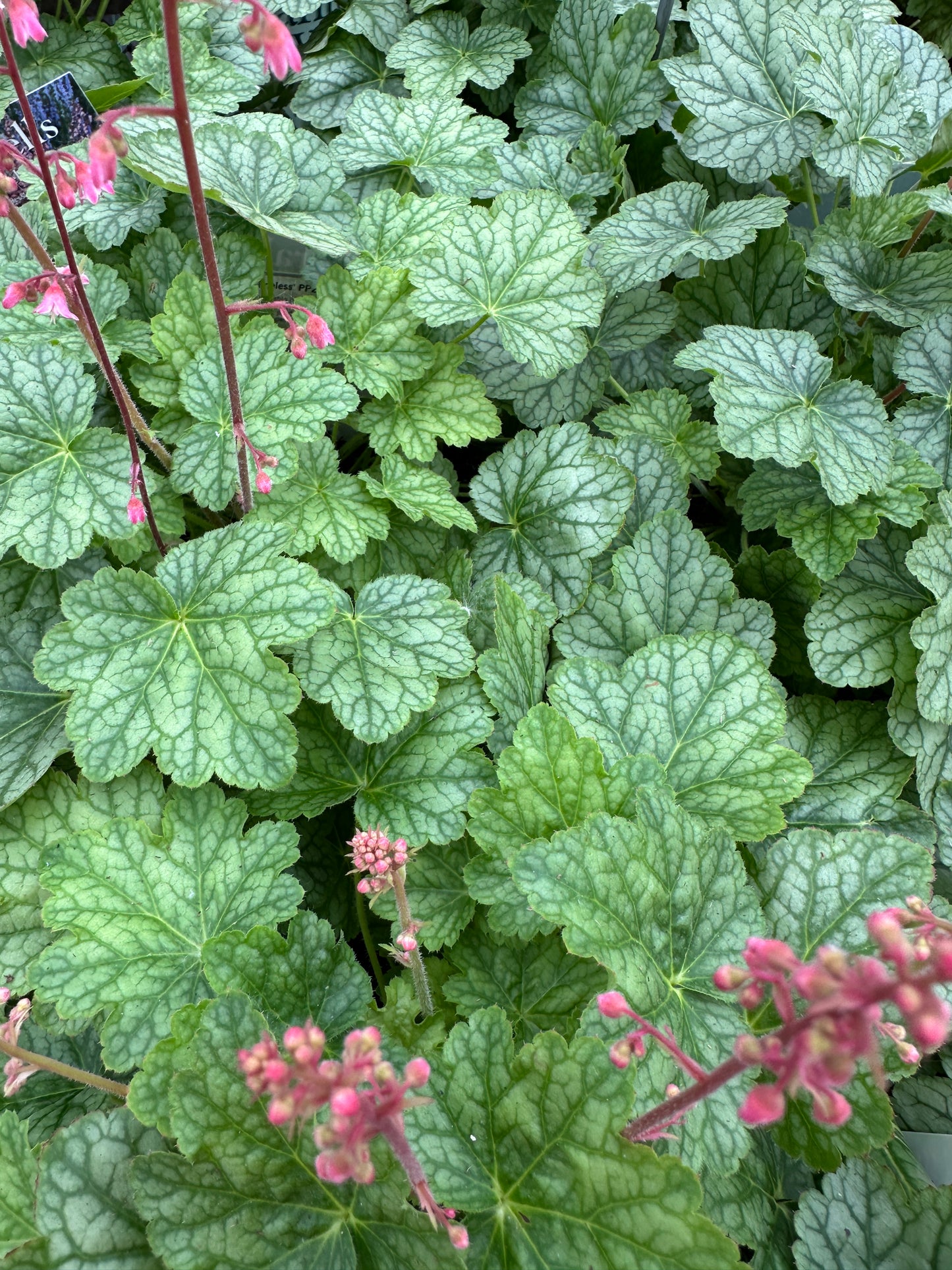 HEUCHERA 'BERRY TIMELESS'