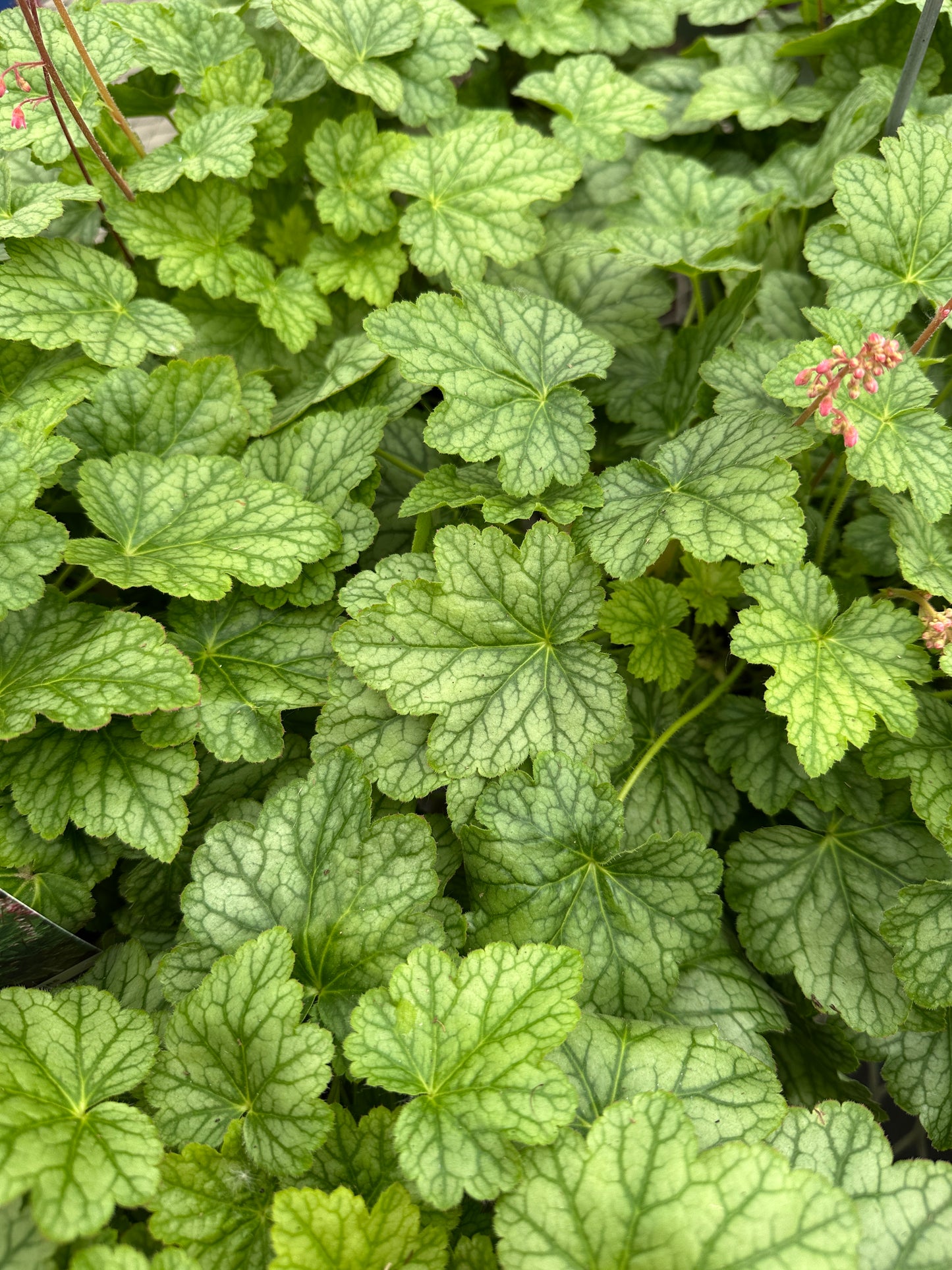 HEUCHERA 'BERRY TIMELESS'