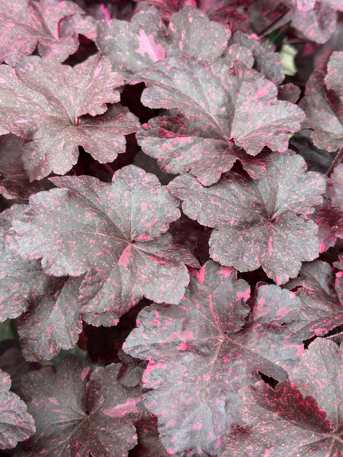 Heuchera  'Midnight Rose'