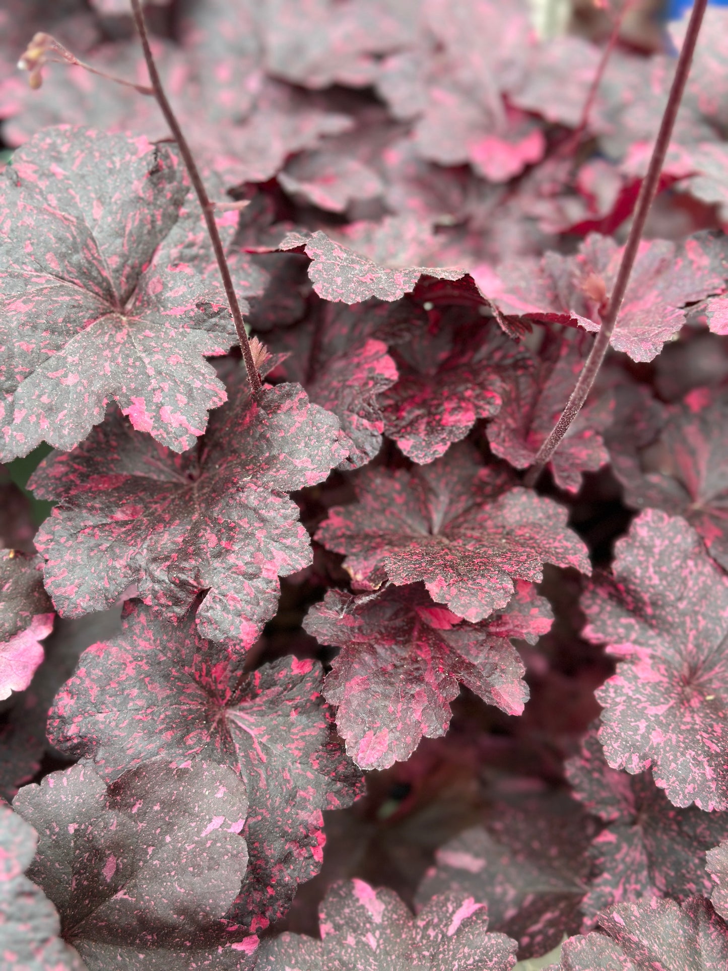 Heuchera  'Midnight Rose'