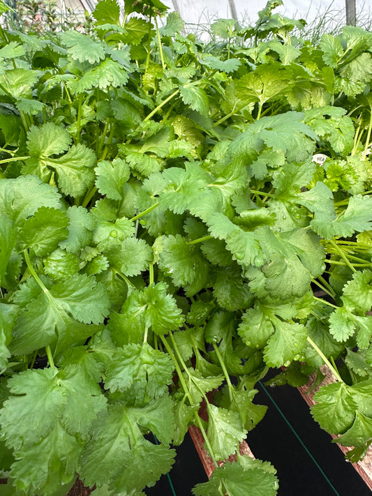 CILANTRO