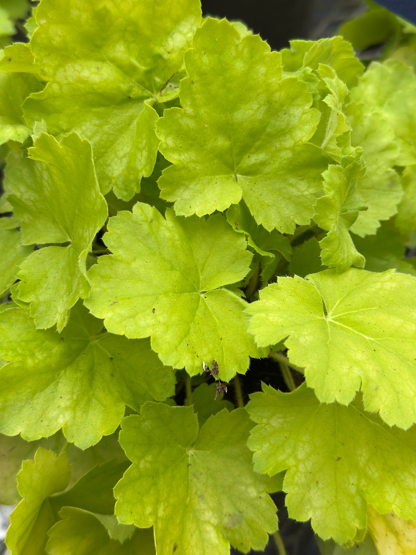Heuchera Northern Exposure™ 'Lime'