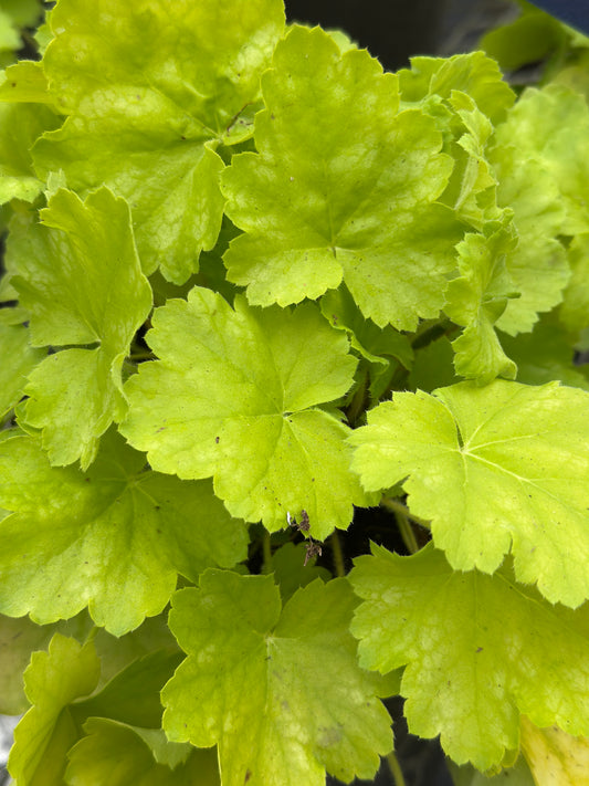 Heuchera Northern Exposure™ 'Lime'