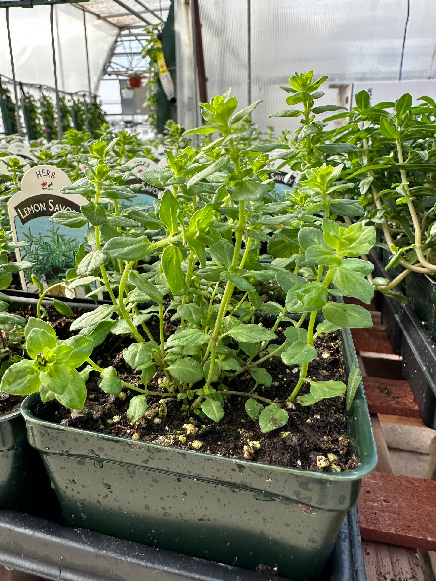 Lemon Savory - 3.5" Pot