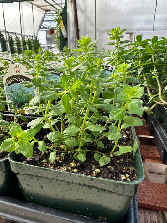 Lemon Savory - 3.5" Pot