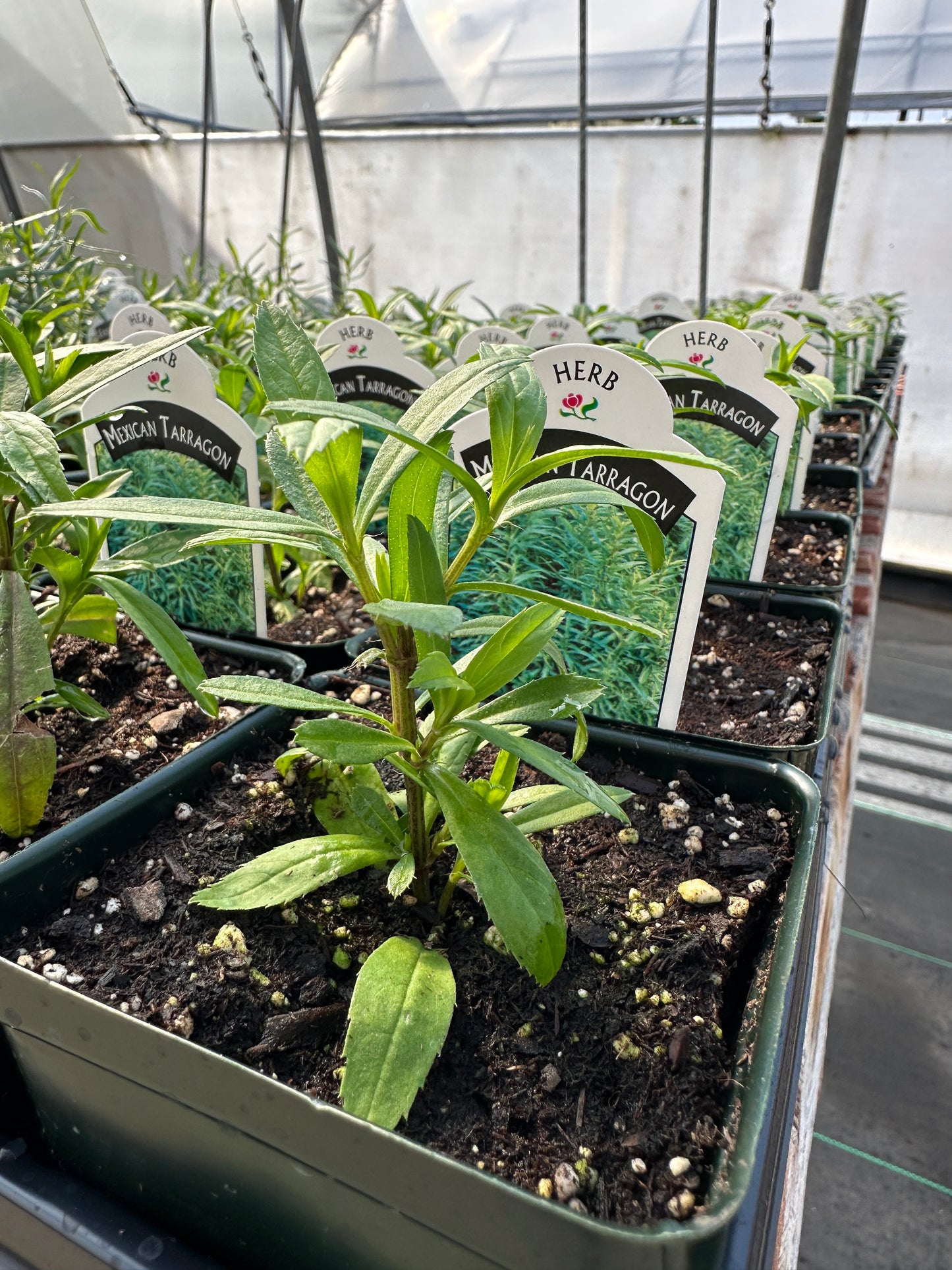 Mexican Tarragon - 3.5" Pot