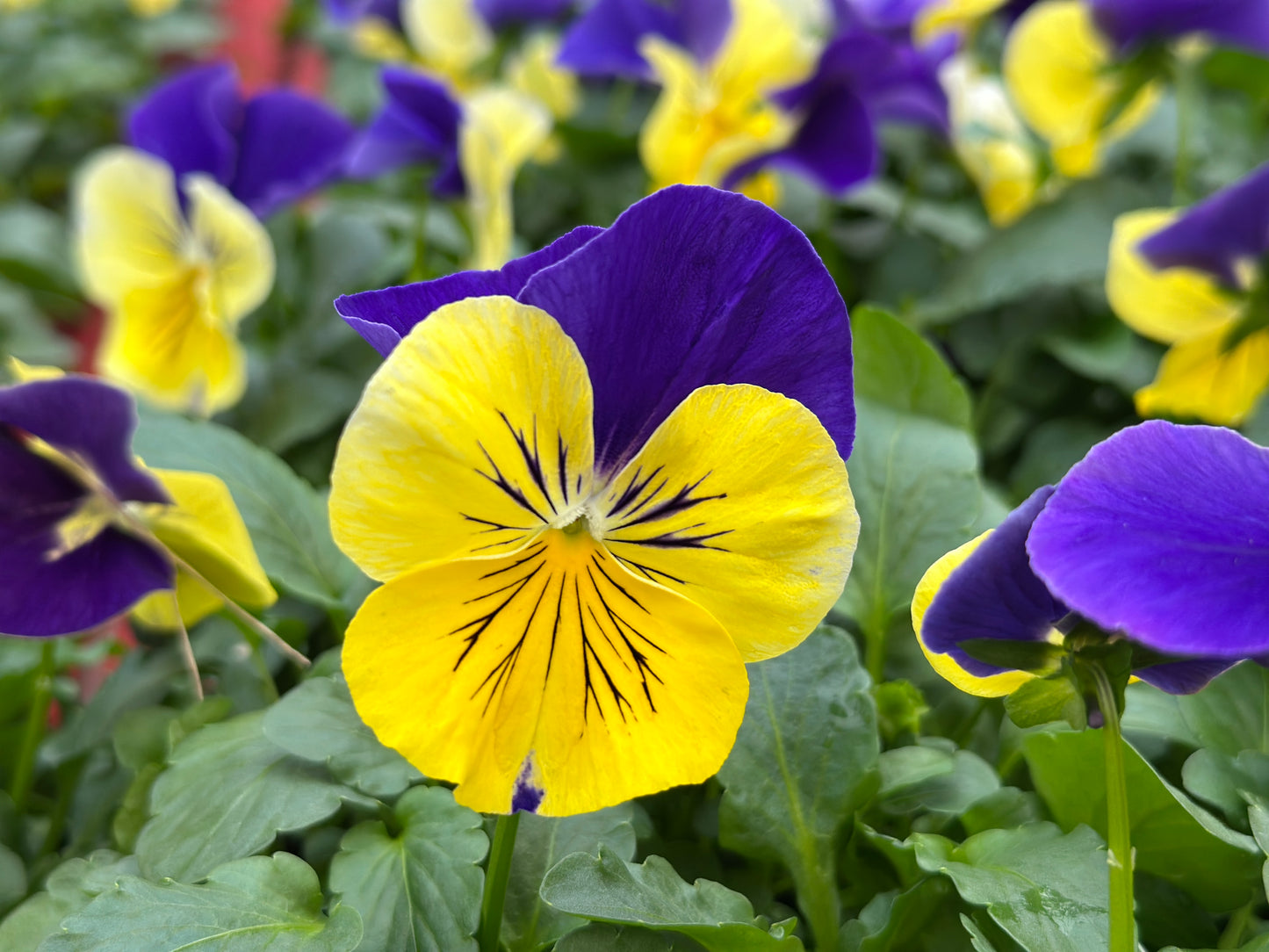 PANSY MATRIX MORPHEUS - FLAT OF 48 PLANTS