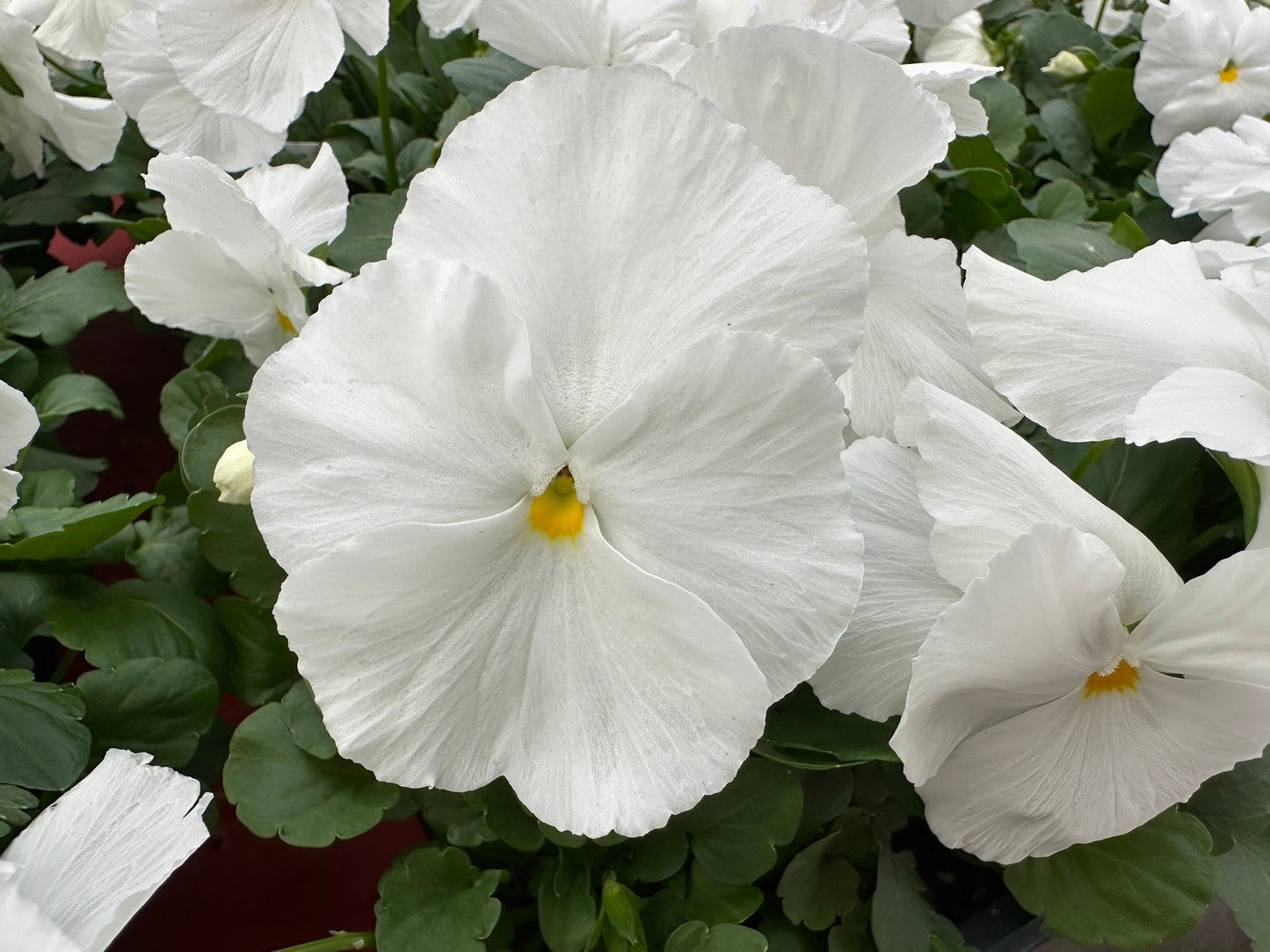 PANSY MATRIX WHITE - FLAT OF 48 PLANTS