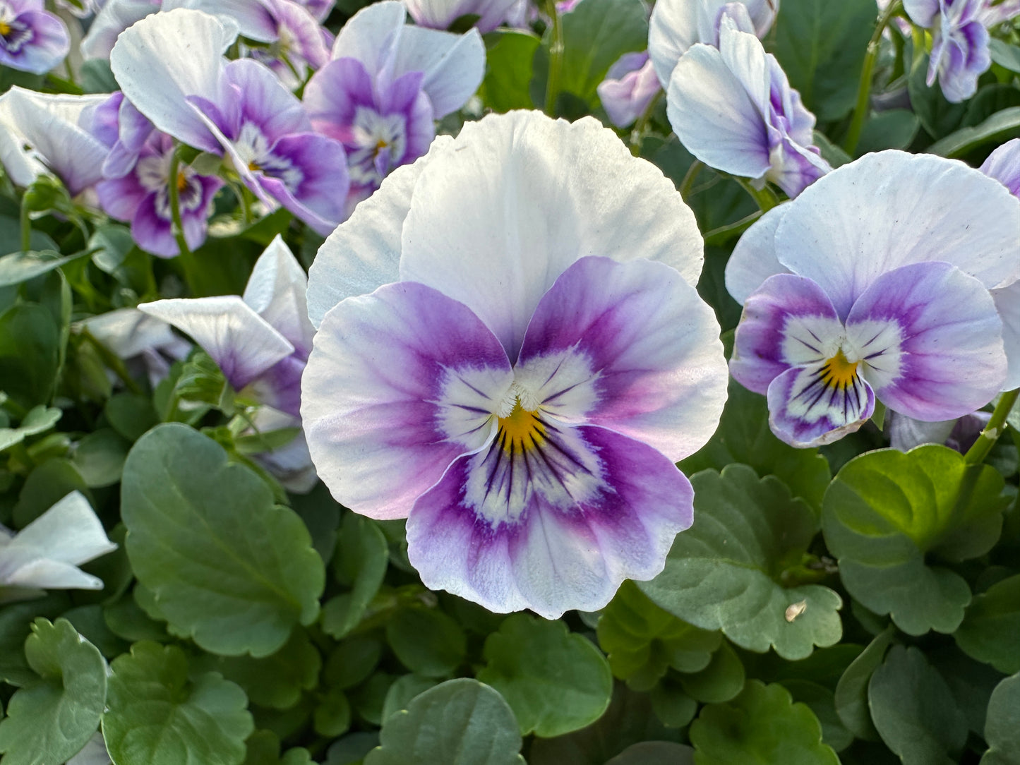 VIOLA SORBET PINK HALO - FLAT OF 48 PLANTS
