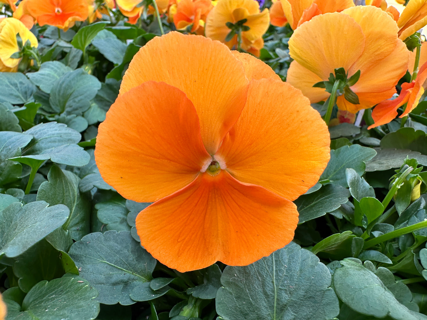 PANSY MATRIX ORANGE - FLAT OF 48 PLANTS