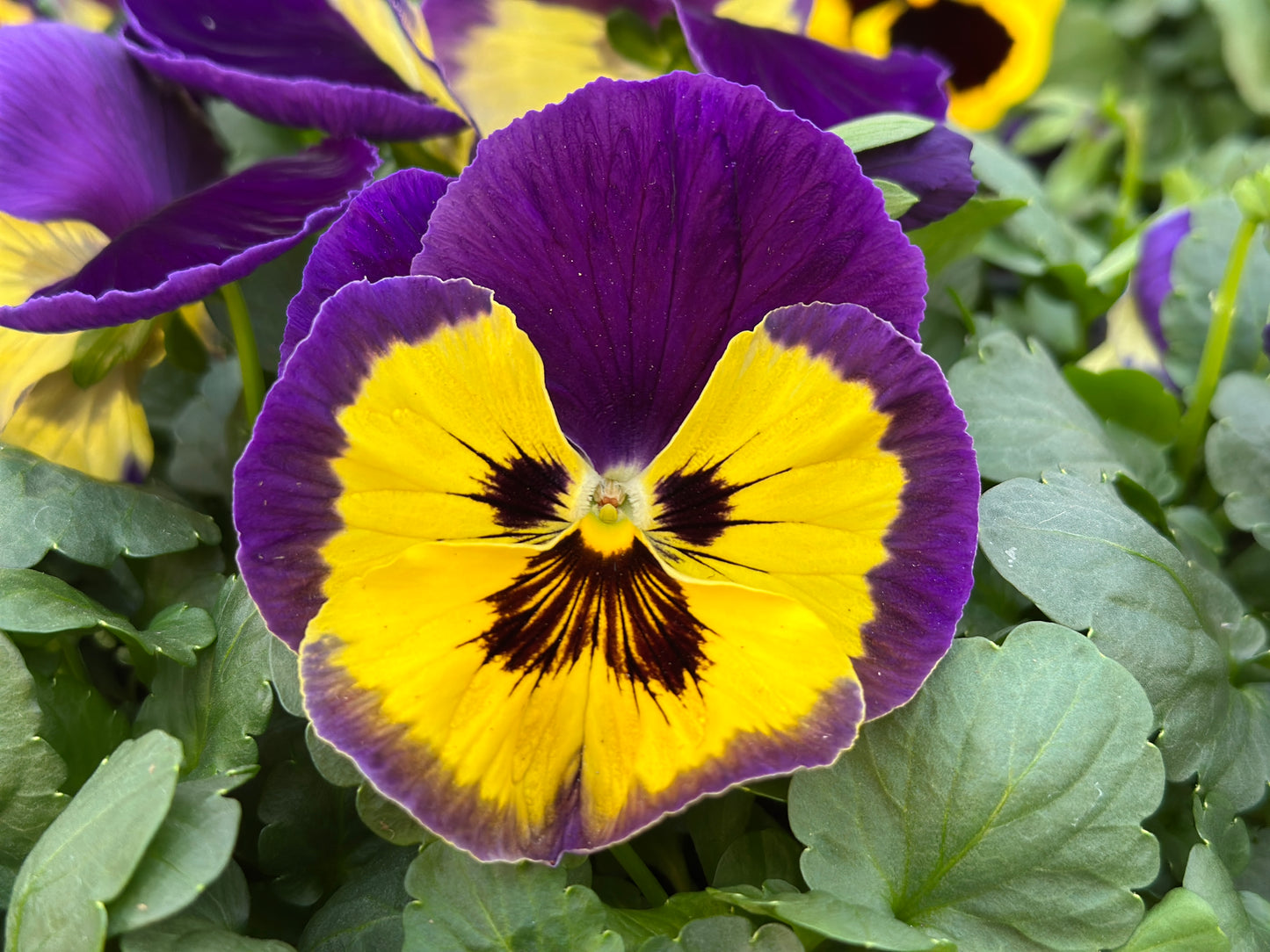 PANSY MATRIX YELLOW PURPLE WING - FLAT OF 48 PLANTS