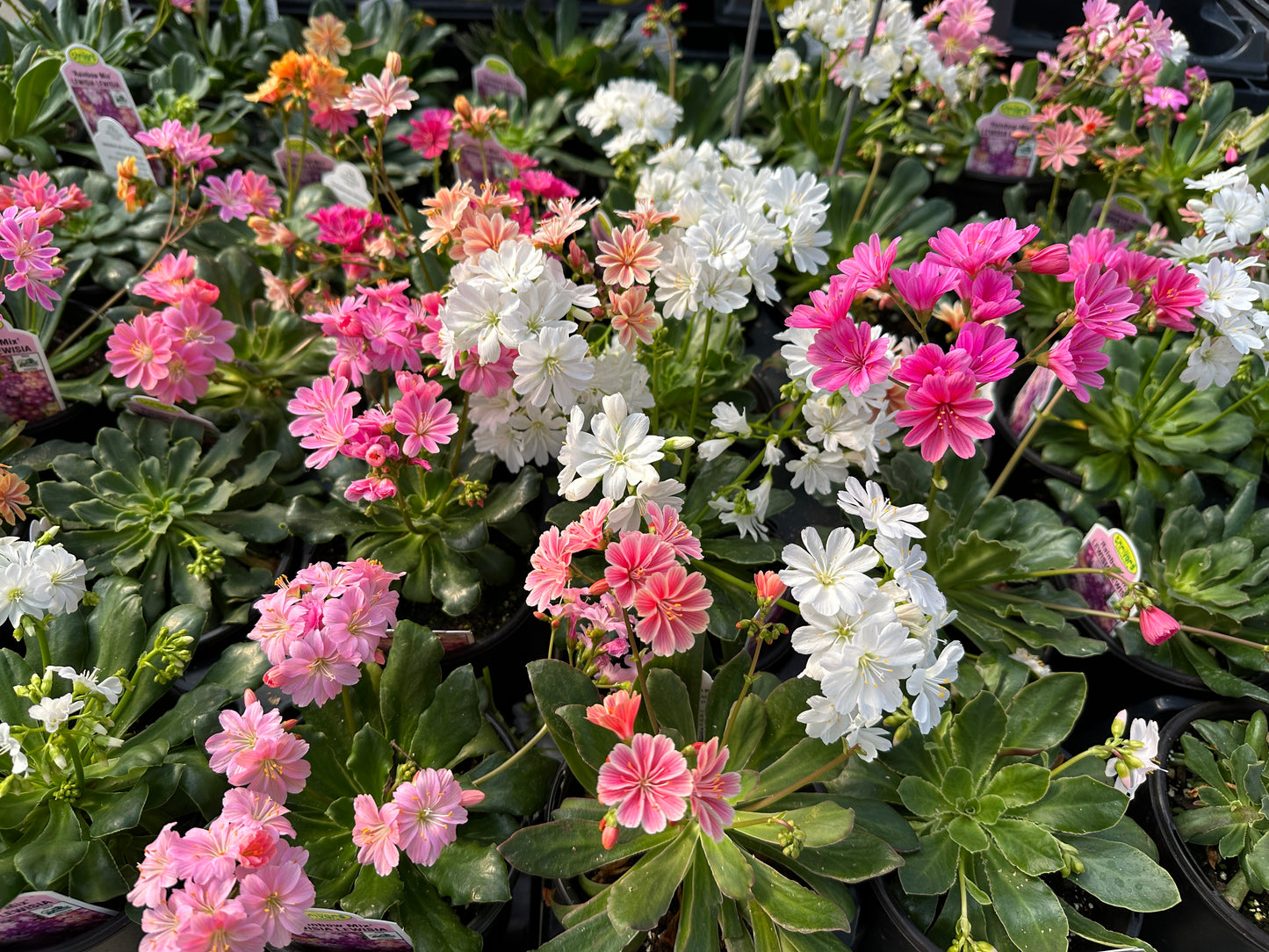 LEWISIA COTYLEDON RAINBOW HYBRIDS MIX - QUART POT