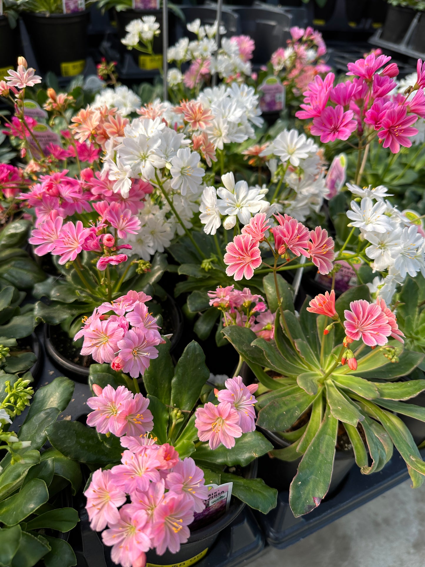 LEWISIA COTYLEDON RAINBOW HYBRIDS MIX - QUART POT