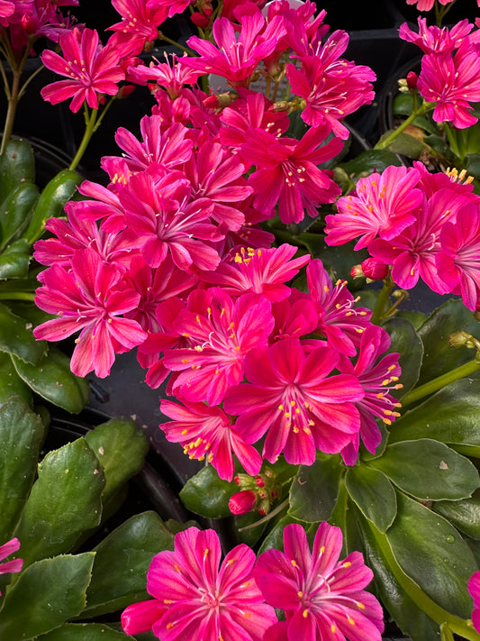 LEWISIA ELISE RUBY RED - QUART POT