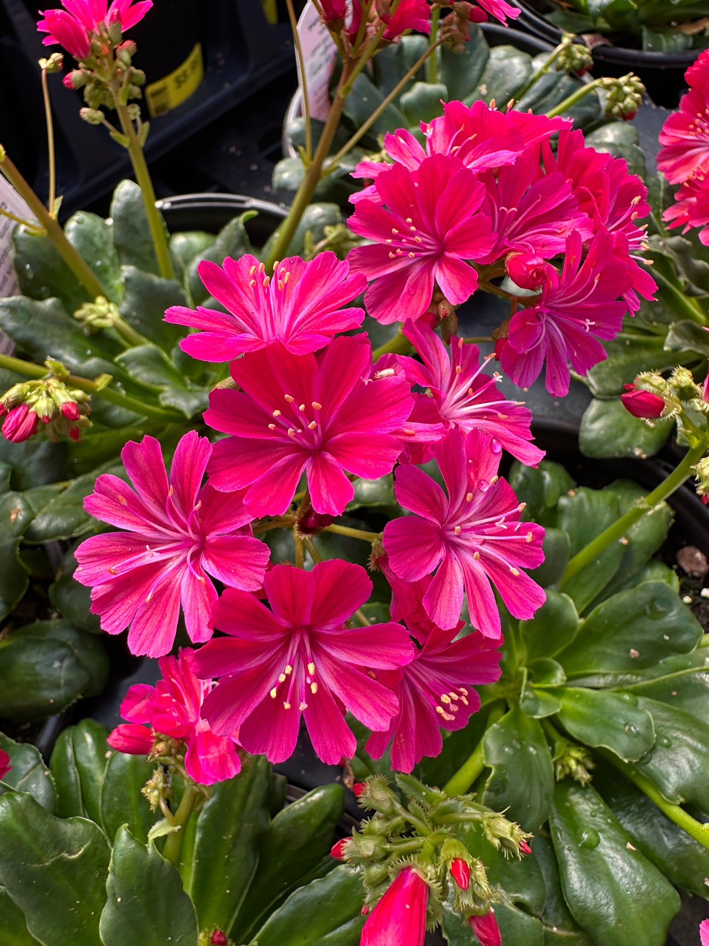 LEWISIA ELISE RUBY RED - QUART POT