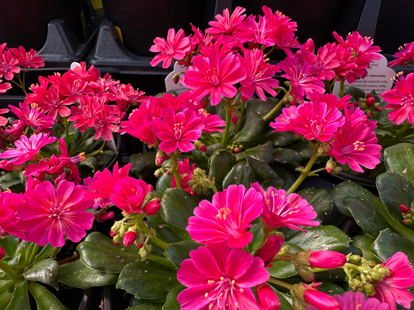 LEWISIA ELISE RUBY RED - QUART POT