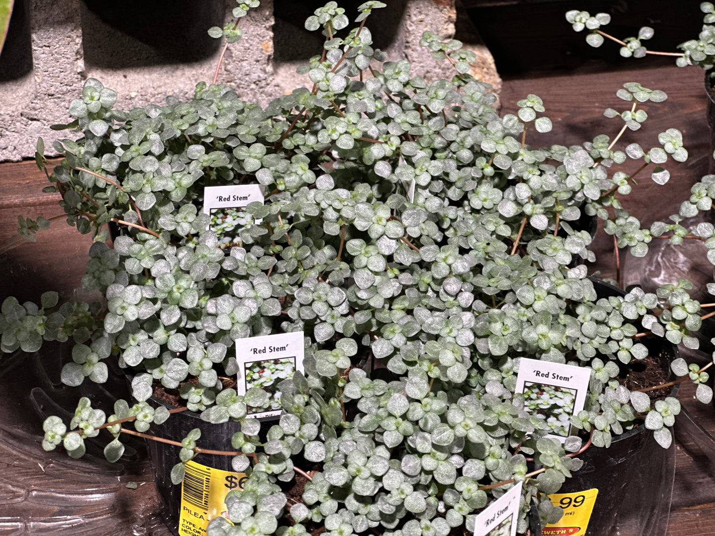 PILEA RED STEM - 8'' HANGING BASKET