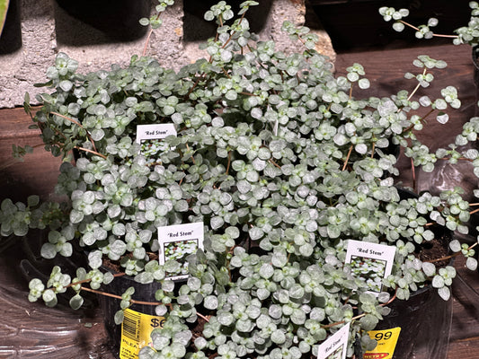 PILEA RED STEM - 8'' HANGING BASKET