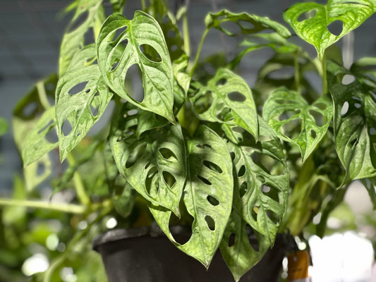 8'' Philodendron Swiss Cheese Hanging Basket