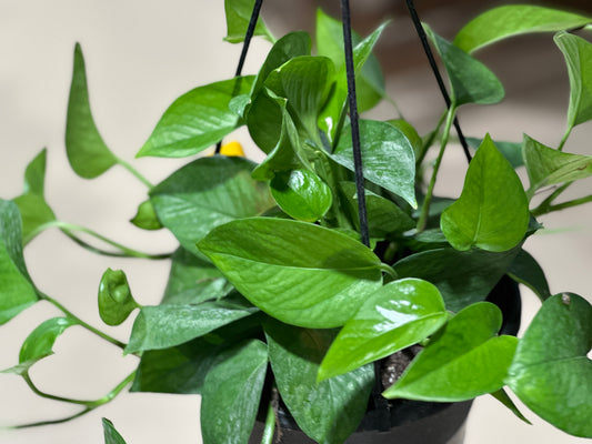 8'' Epipremnum Jade Pothos Hanging Basket