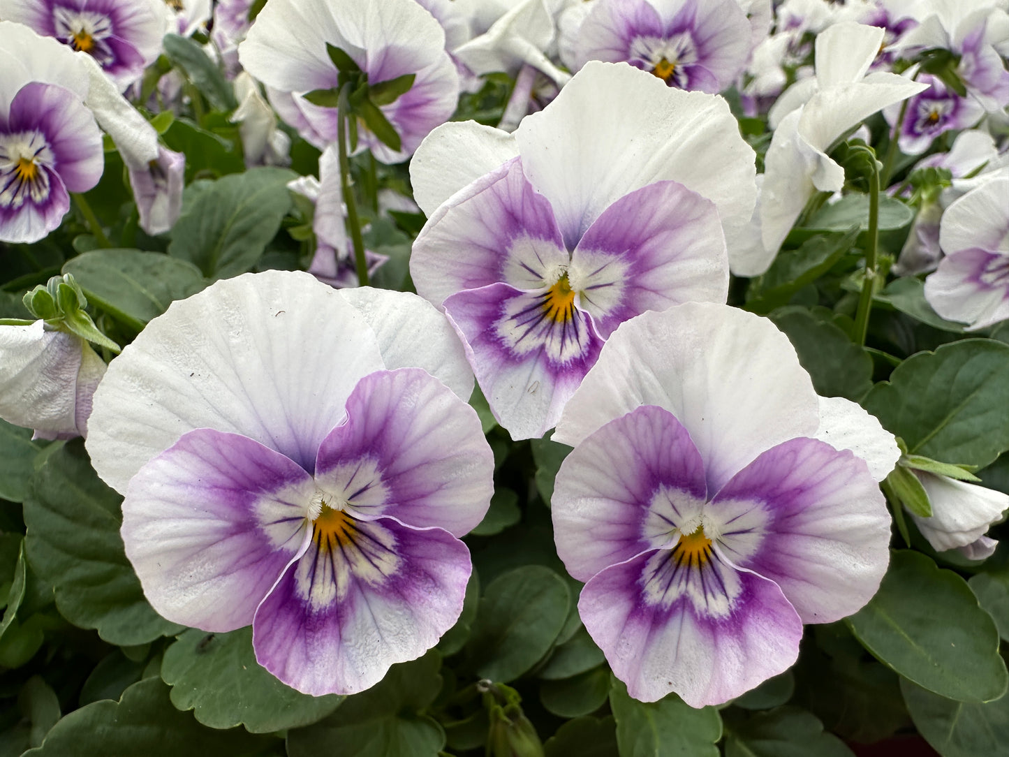 VIOLA SORBET PINK HALO - FLAT OF 48 PLANTS