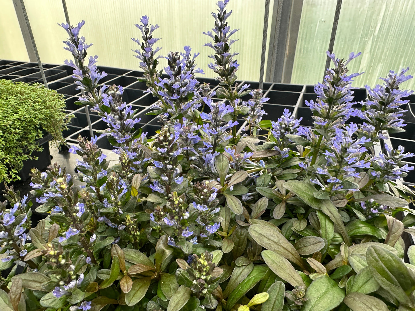 AJUGA CHOCOLATE CHIP BUGLE FLOWER - JUMBO 6 PACK