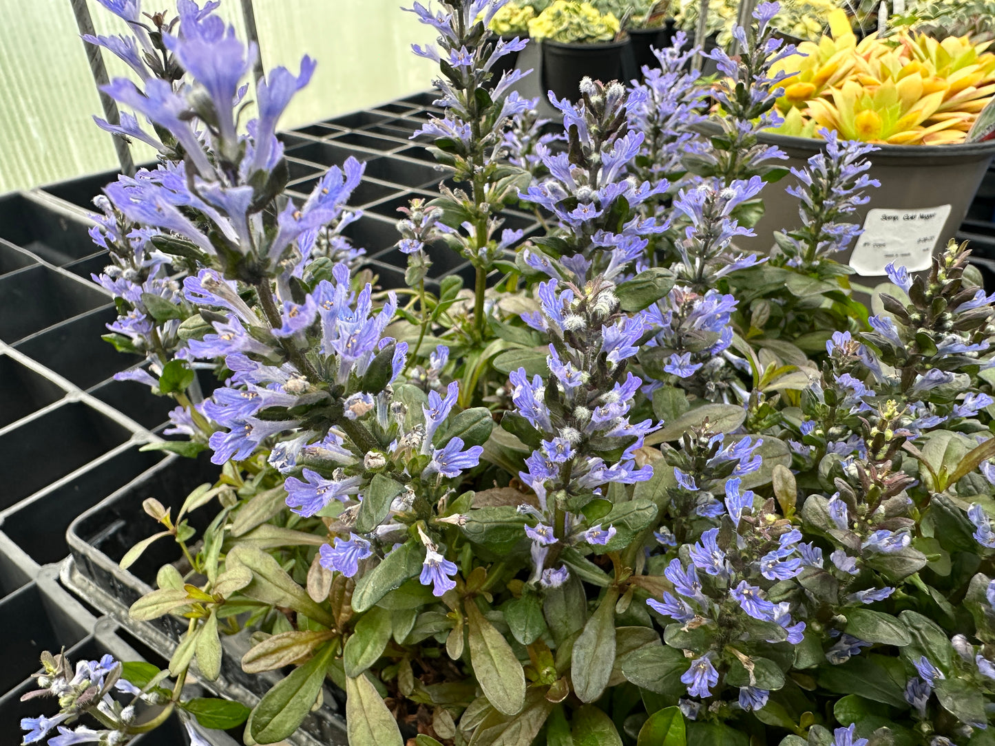 AJUGA CHOCOLATE CHIP BUGLE FLOWER - JUMBO 6 PACK