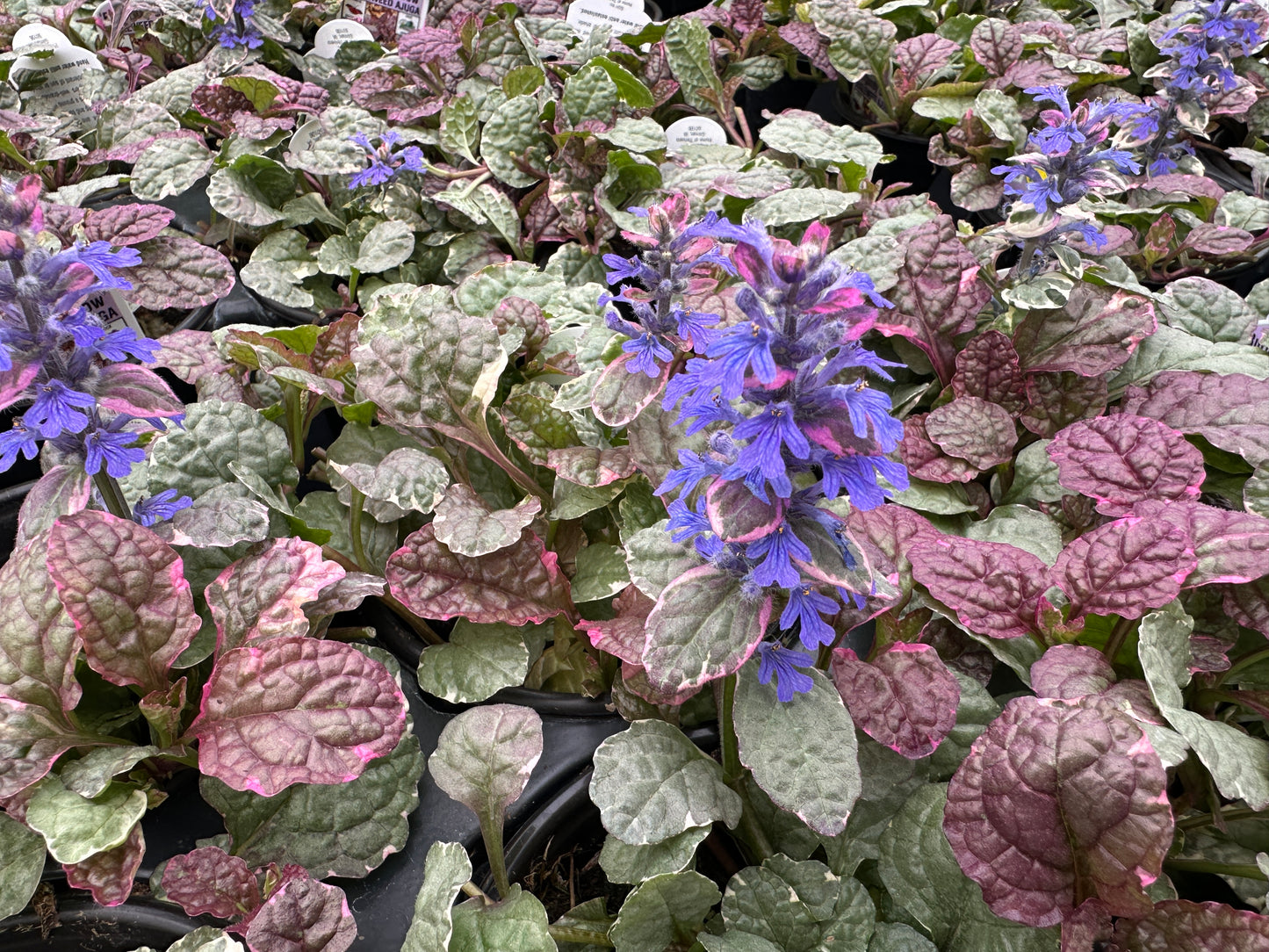 Ajuga 'Burgundy Glow' (GC)