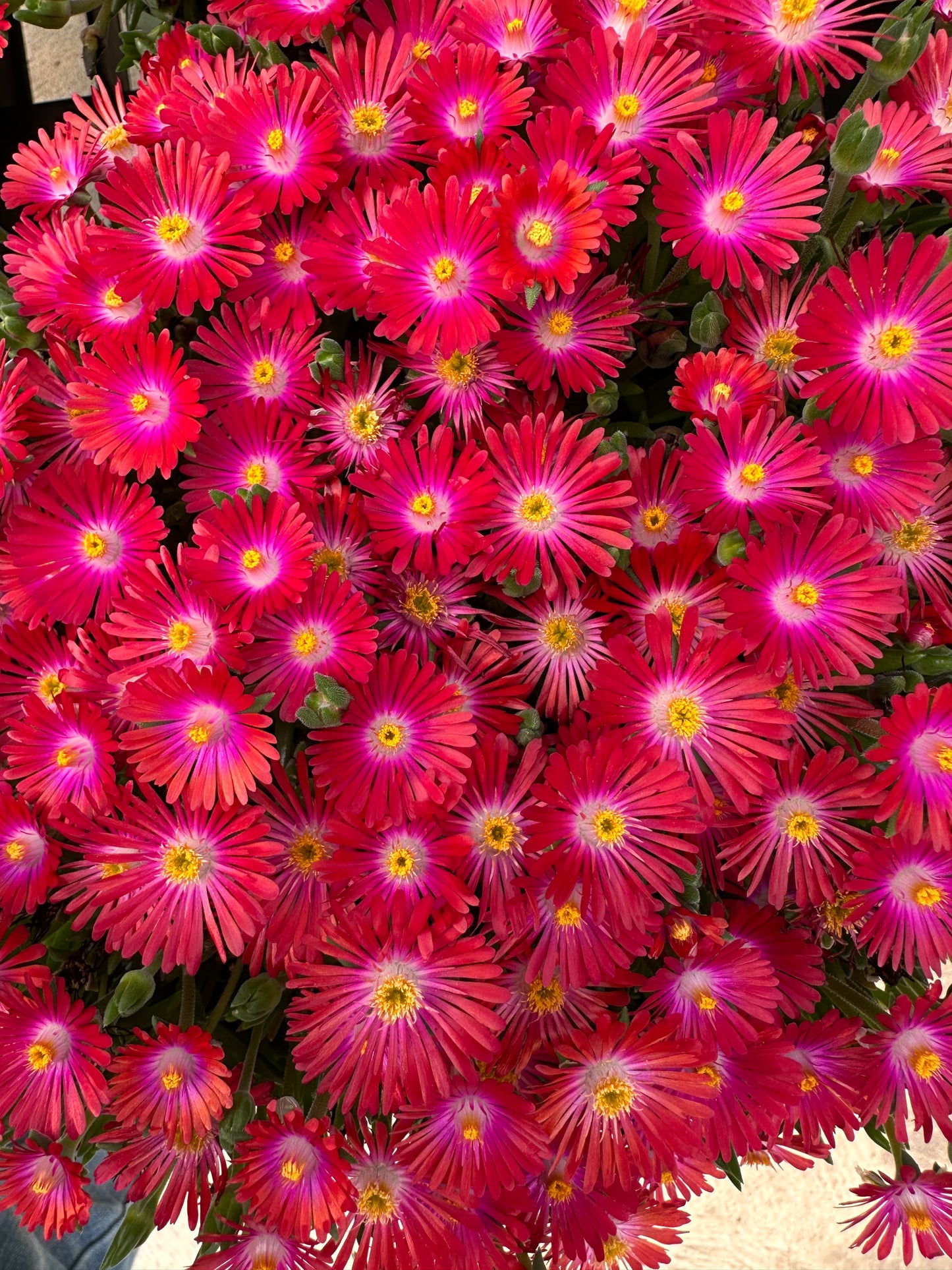 DELOSPERMA JEWEL DESERT 'GARNET'