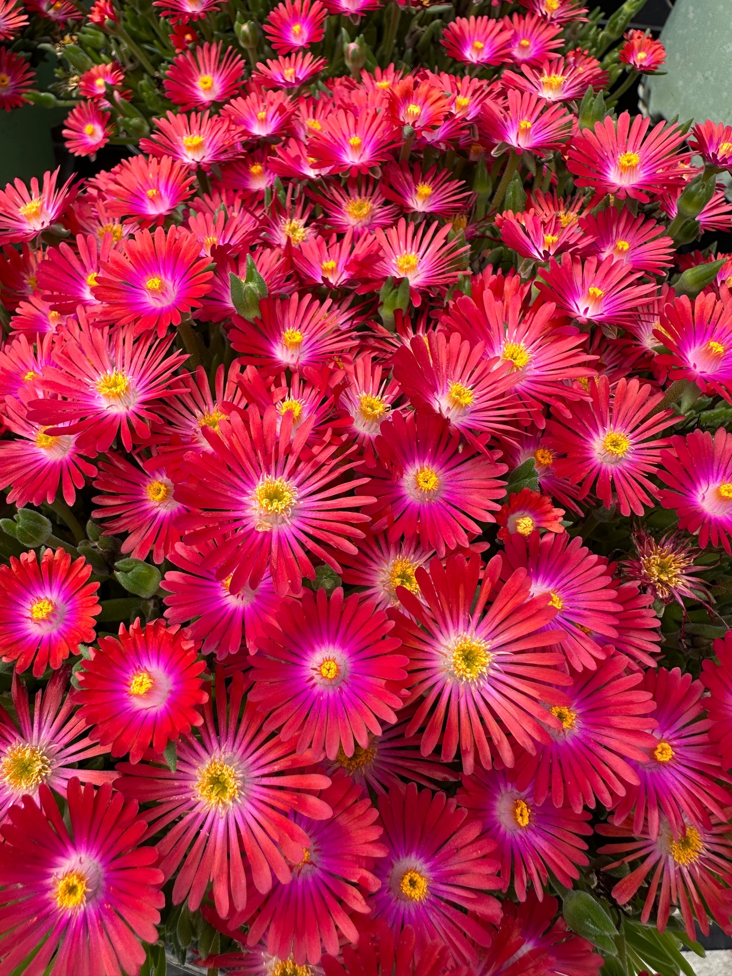 DELOSPERMA JEWEL DESERT 'GARNET'