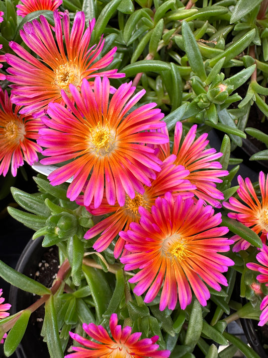 DELOSPERMA OCEAN SUNSET ORANGE GLOW - QUART POT