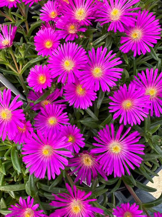 DELOSPERMA OCEAN SUNSET VIOLET - QUART POT
