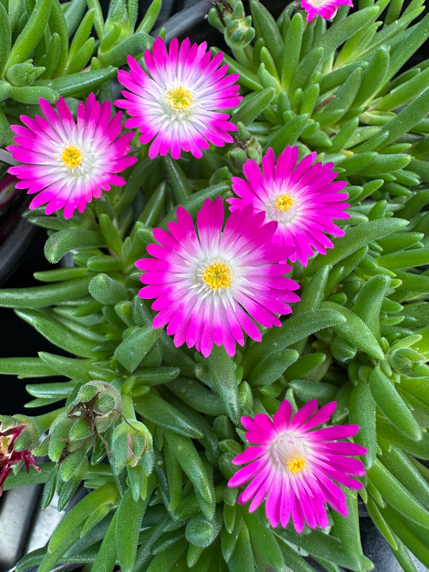DELOSPERMA JEWEL OF THE DESERT AMETHYST - QUART POT