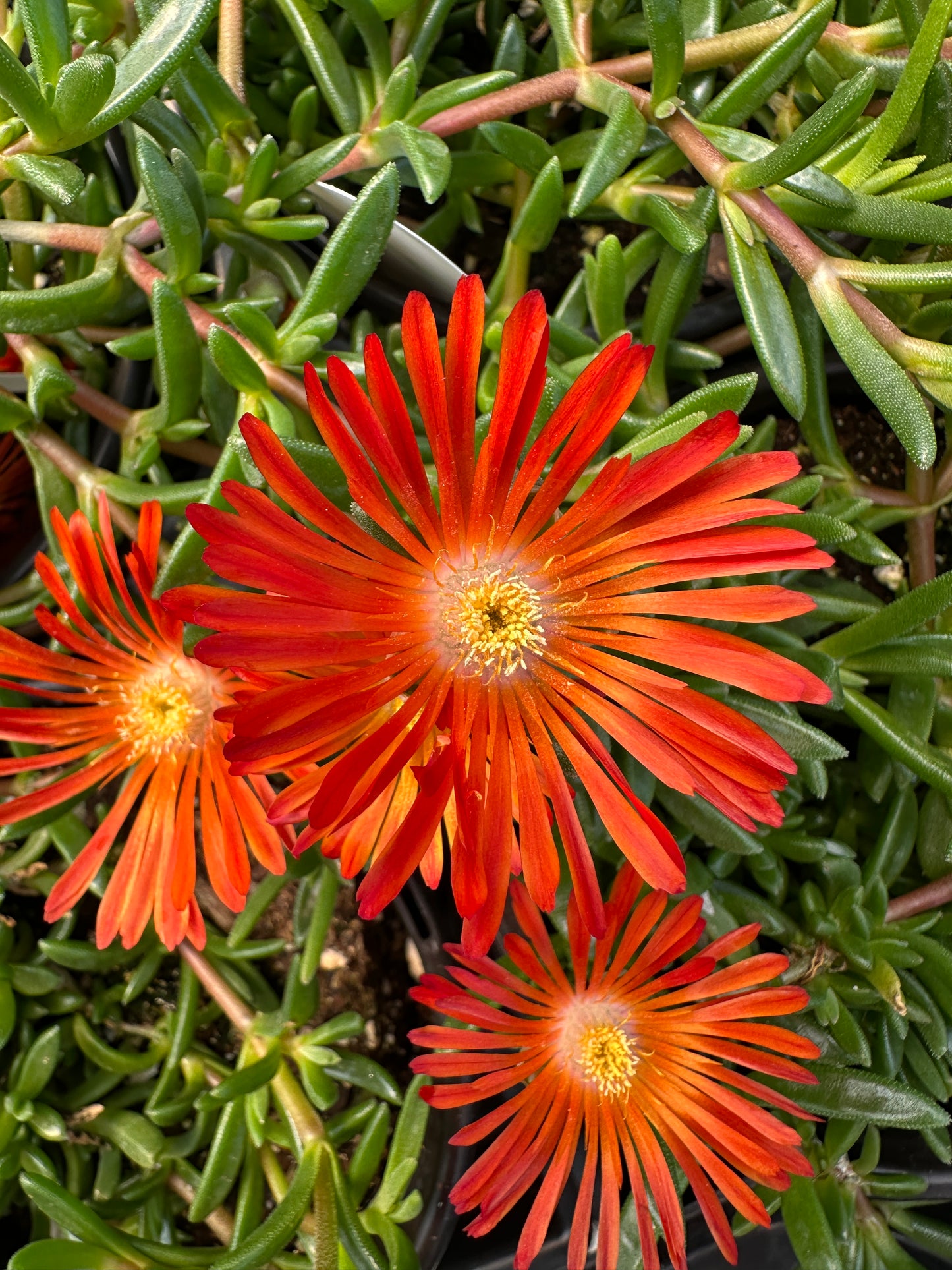 DELOSPERMA OCEAN SUNSET ORANGE VIBE - QUART POT
