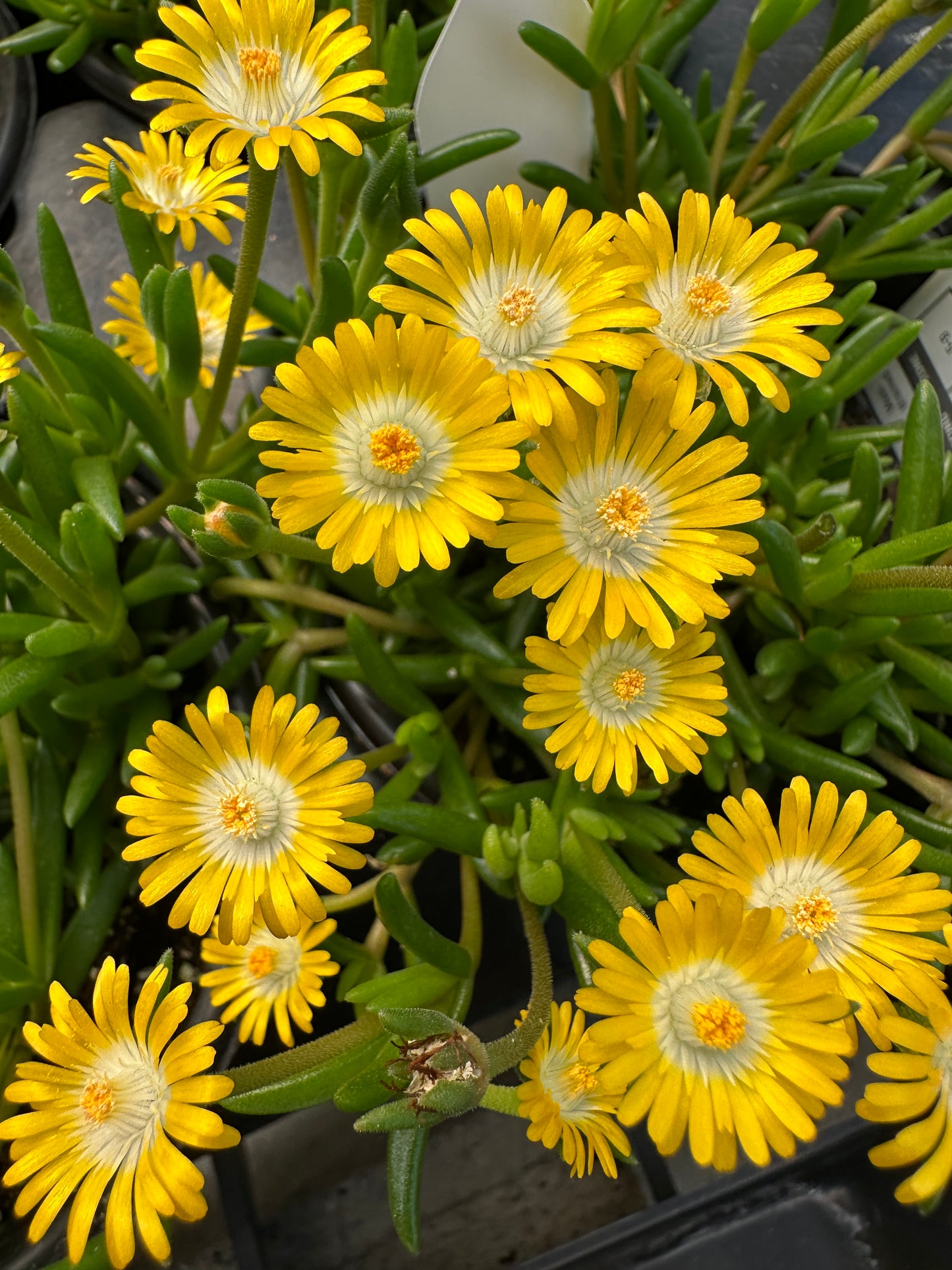 DELOSPERMA JEWEL OF THE DESERT PERIDOT - QUART POT