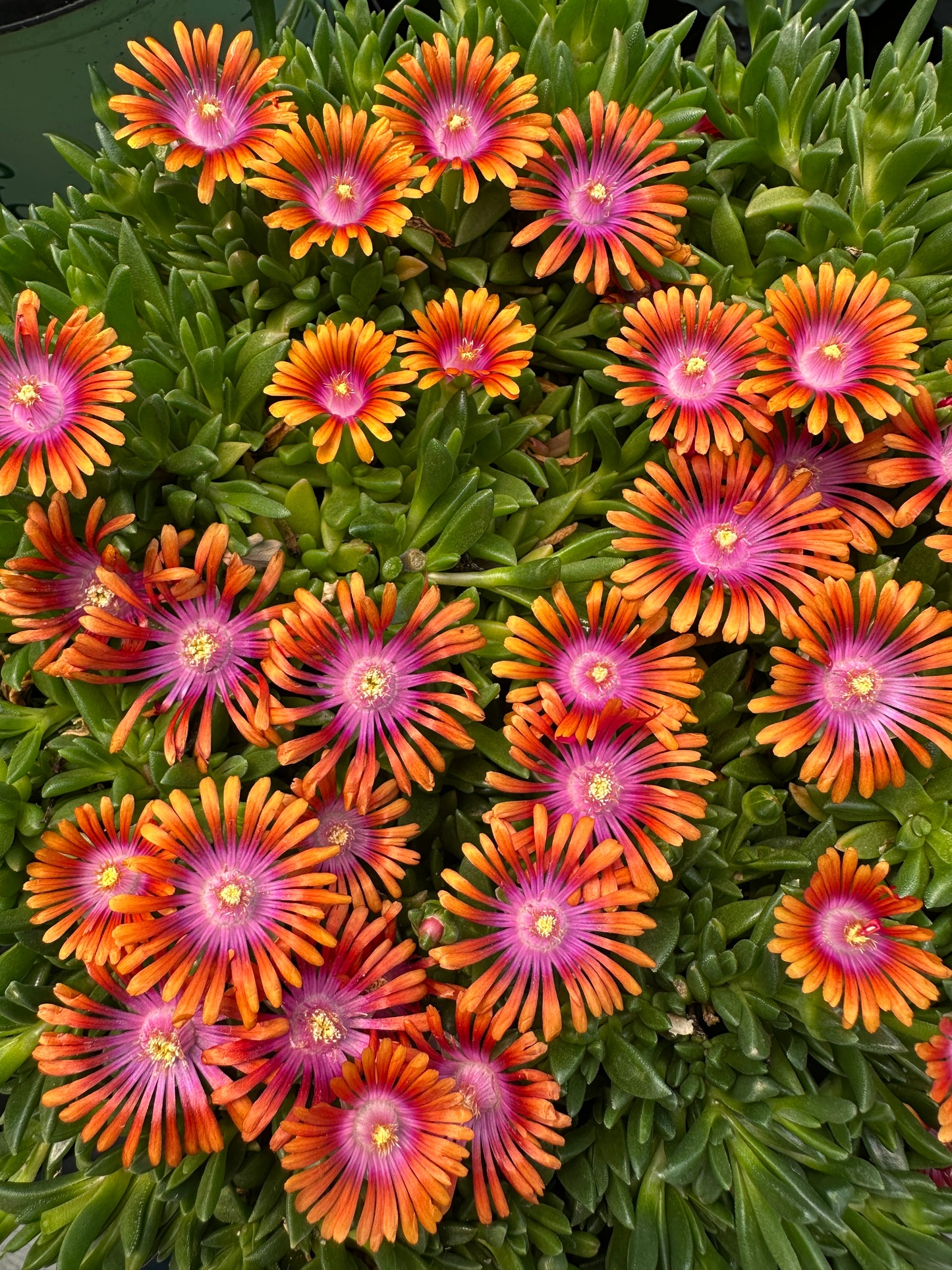 DELOSPERMA 'FIRE SPINNER'