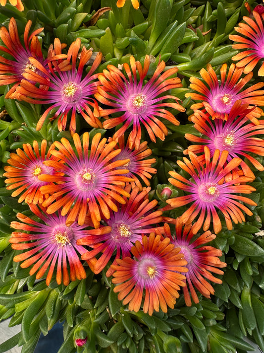 DELOSPERMA 'FIRE SPINNER'