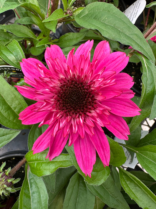ECHINACEA DOUBLE SCOOP WATERMELON - QUART POT