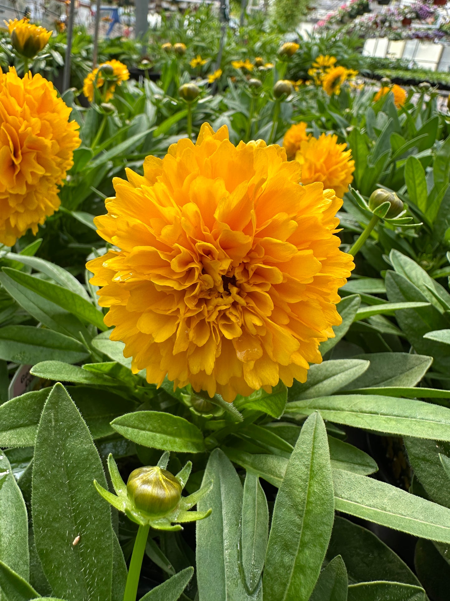 COREOPSIS SOLANNA GOLDEN SPHERE - QUART POT