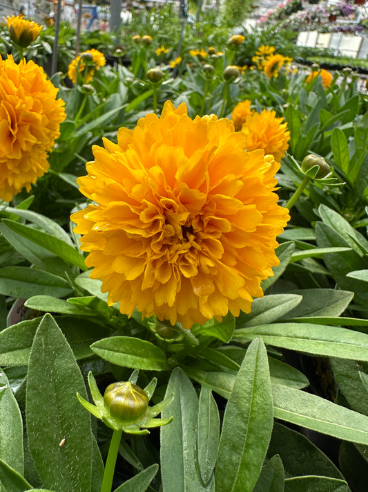 COREOPSIS SOLANNA GOLDEN SPHERE - QUART POT