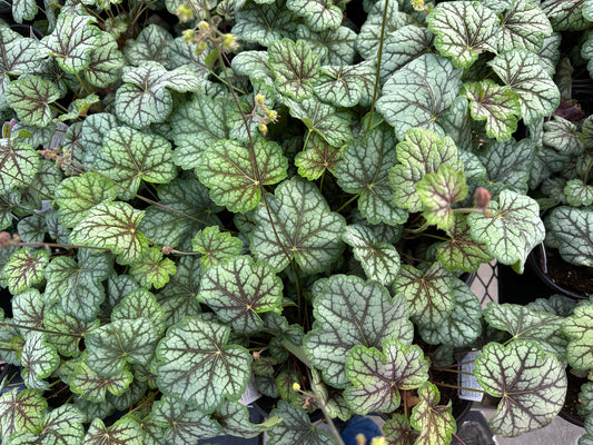 HEUCHERA MARBLE SILVER - QUART POT  (AA)