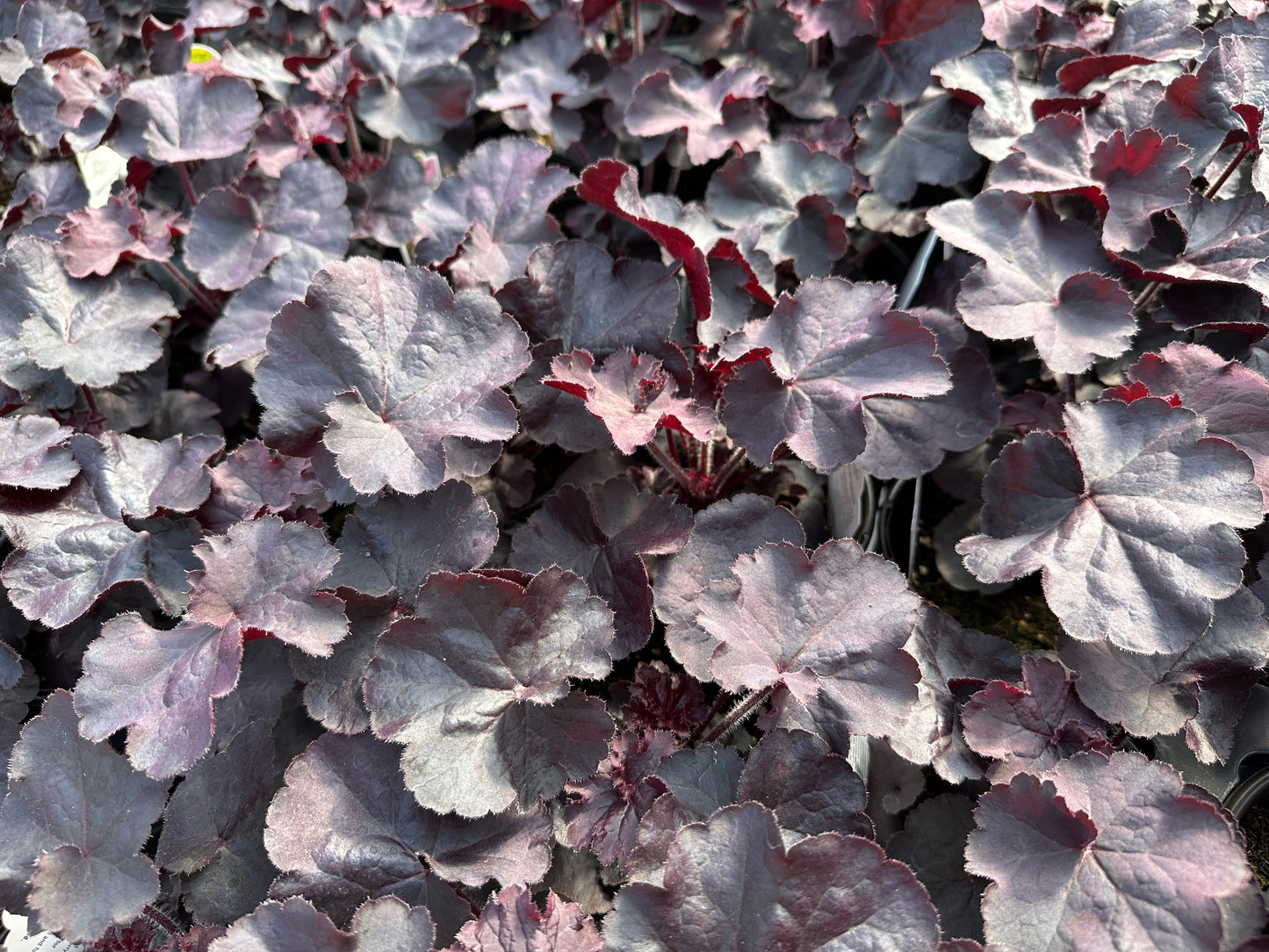 HEUCHERA HYBRIDA BLACK FOREST CAKE - QUART POT